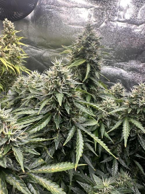 STRAWBERRY GORILLA AUTO. Week 13