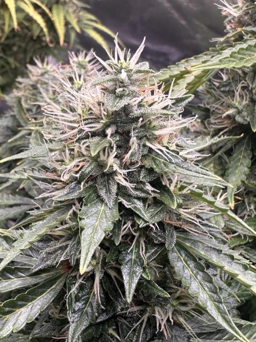 STRAWBERRY GORILLA AUTO. Week 13