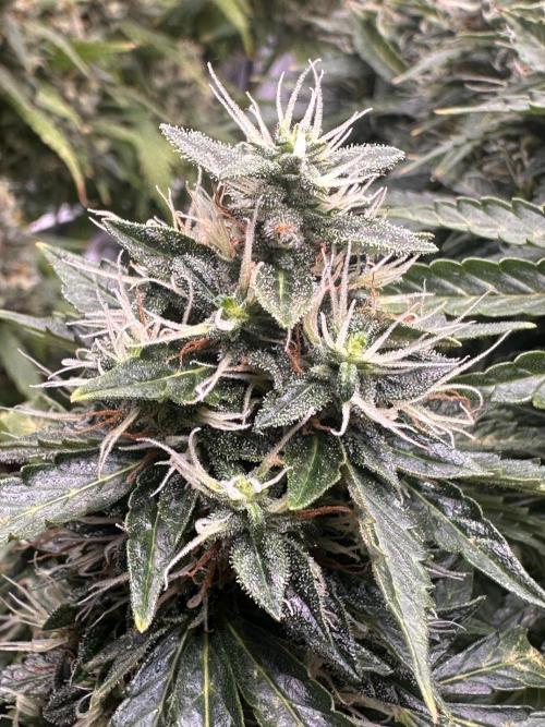 STRAWBERRY GORILLA AUTO. Week 13