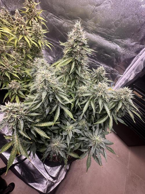 STRAWBERRY GORILLA AUTO. Week 13