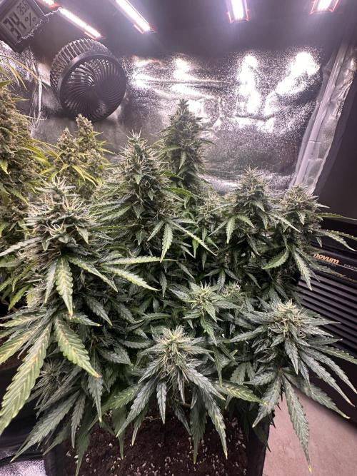 STRAWBERRY GORILLA AUTO. Week 13