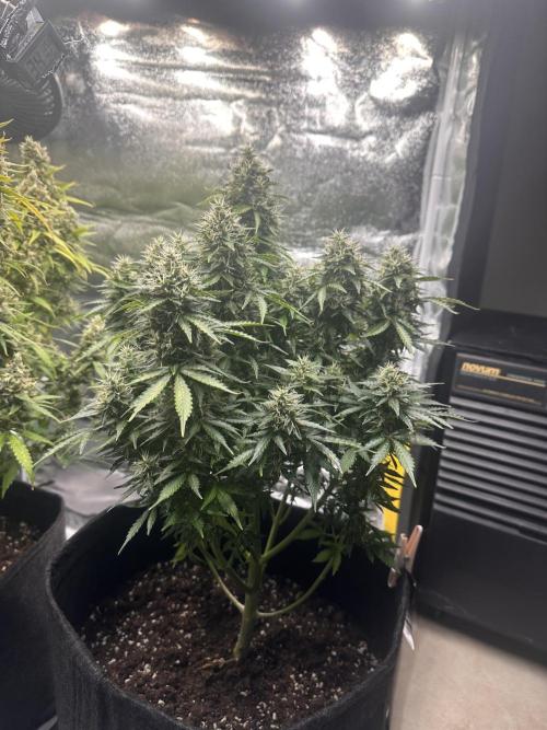 STRAWBERRY GORILLA AUTO. Week 13