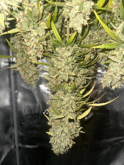 GELATO AUTO. Week 13