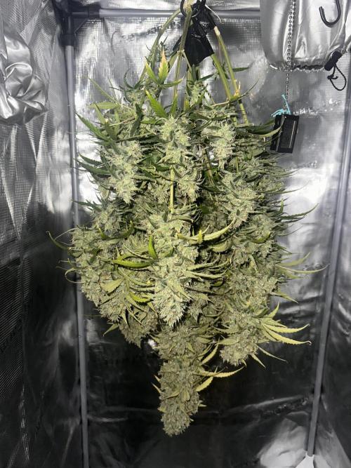 GELATO AUTO. Week 13