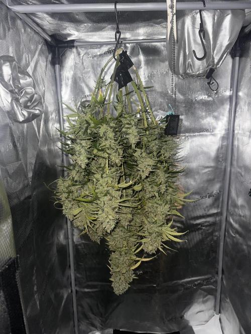 GELATO AUTO. Week 13
