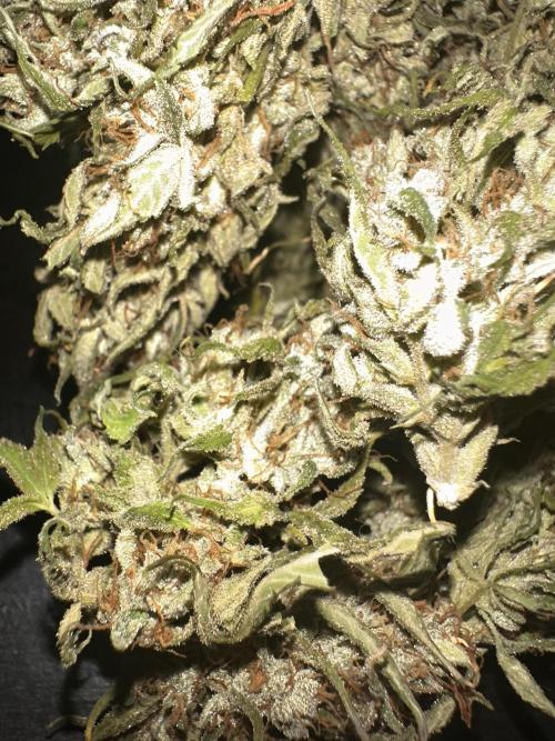 ORANGE SHERBERT AUTO. Week 13