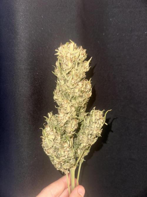 ORANGE SHERBERT AUTO. Week 13