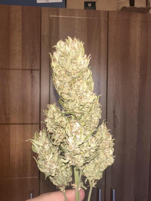 ORANGE SHERBERT AUTO. Week 13