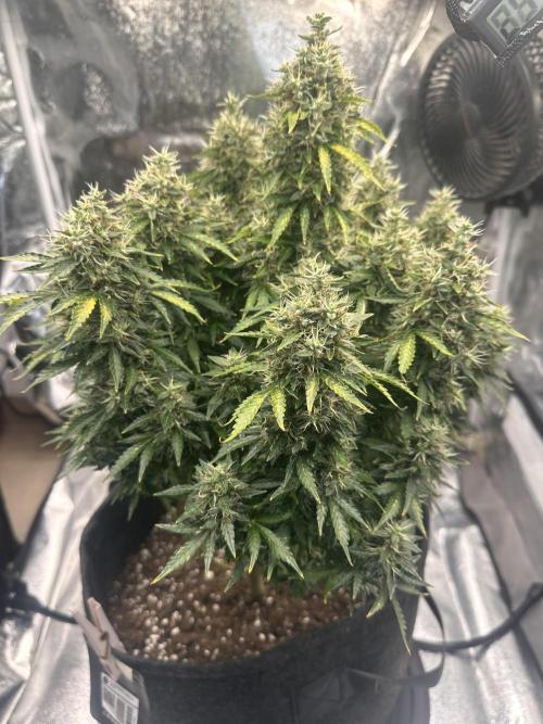 STRAWBERRY GORILLA AUTO. Week 14