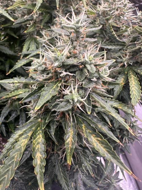 STRAWBERRY GORILLA AUTO. Week 14