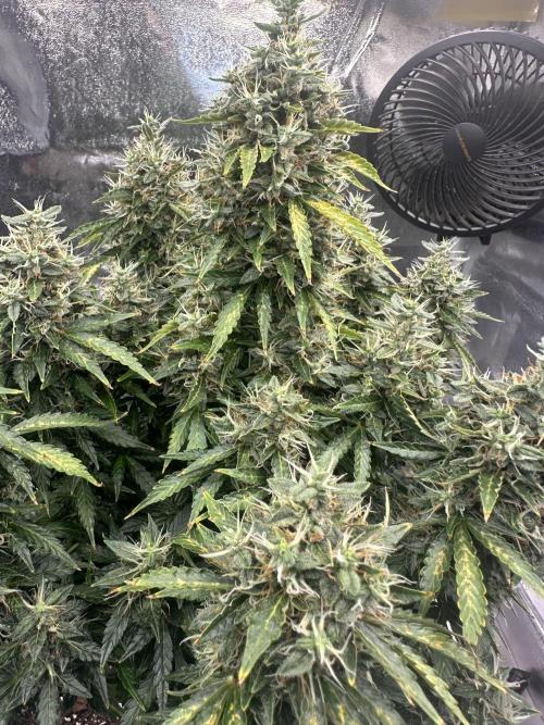 STRAWBERRY GORILLA AUTO. Week 14