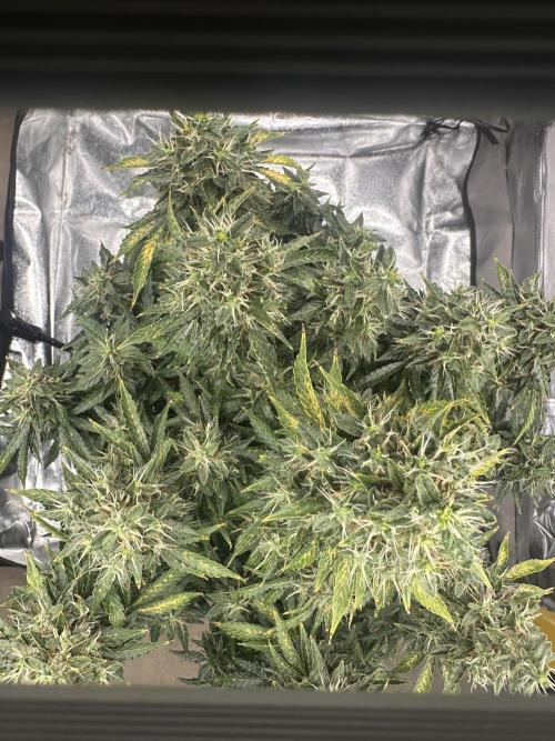 STRAWBERRY GORILLA AUTO. Week 14