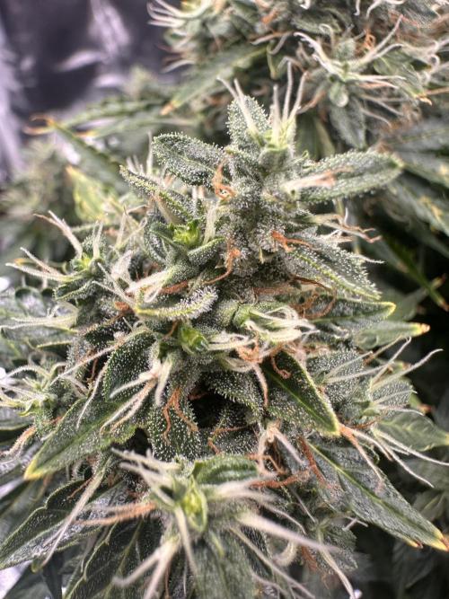 STRAWBERRY GORILLA AUTO. Week 14