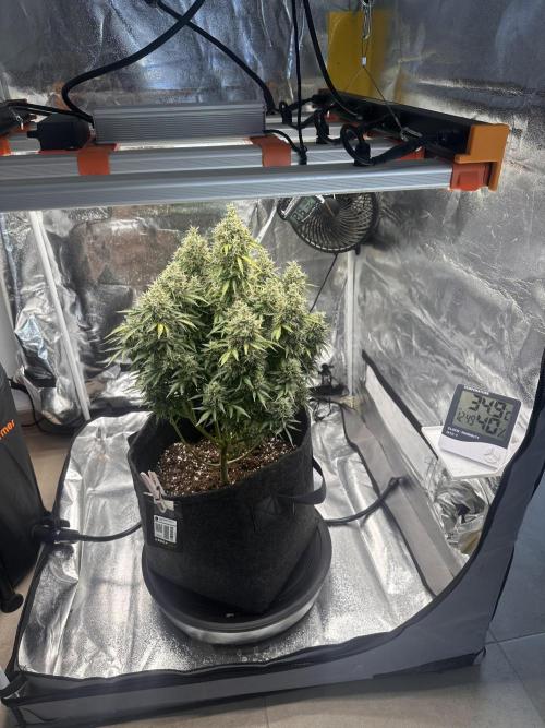 STRAWBERRY GORILLA AUTO. Week 14