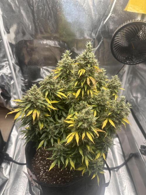 STRAWBERRY GORILLA AUTO. Week 15