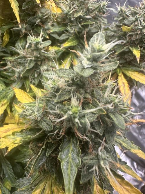 STRAWBERRY GORILLA AUTO. Week 15