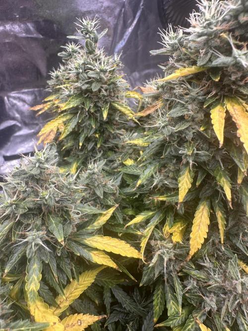 STRAWBERRY GORILLA AUTO. Week 15