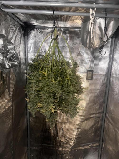 STRAWBERRY GORILLA AUTO. Week 15