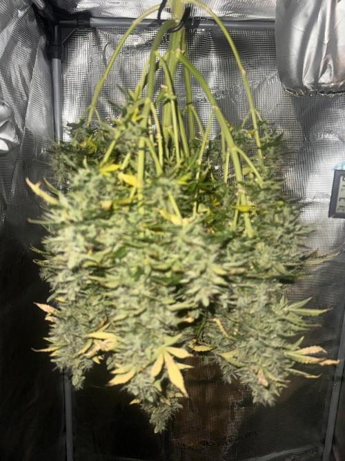 STRAWBERRY GORILLA AUTO. Week 15