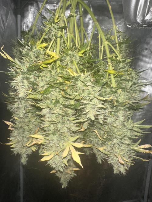 Strawberry Gorilla Auto. Week 15