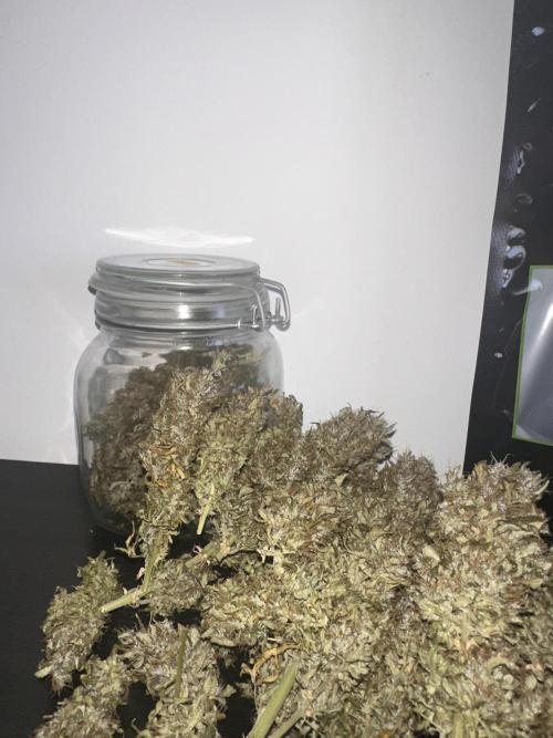 STRAWBERRY GORILLA AUTO. Week 16