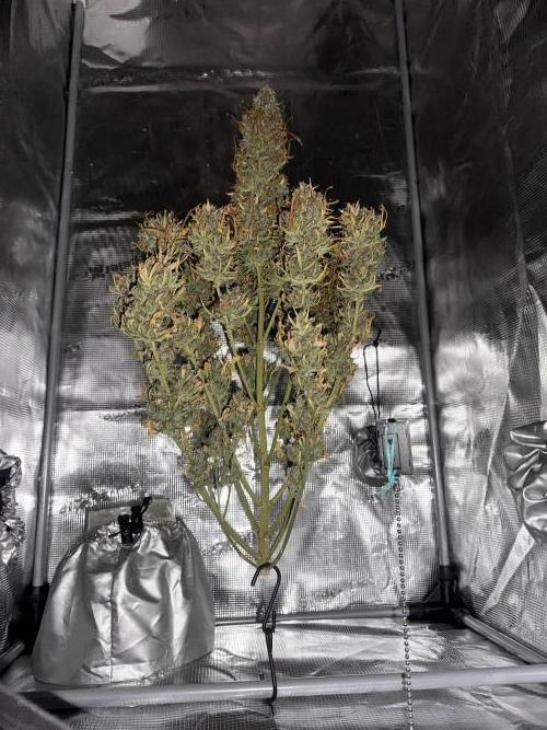 GORILLA Z (Direita) Yolanda. Week 13 - 3rd day of day 