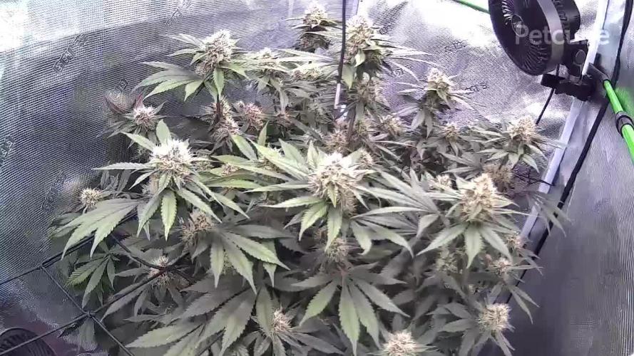 Lemon Cherry Cookies Auto