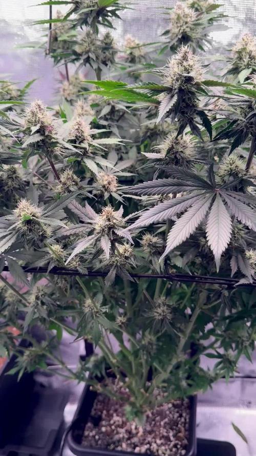 Lemon Cherry Cookies Auto