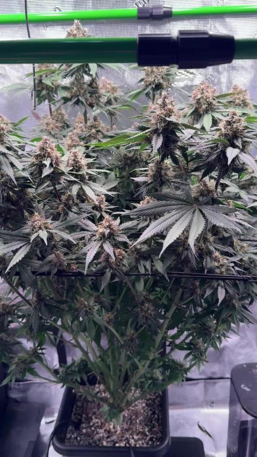 Lemon Cherry Cookies Auto