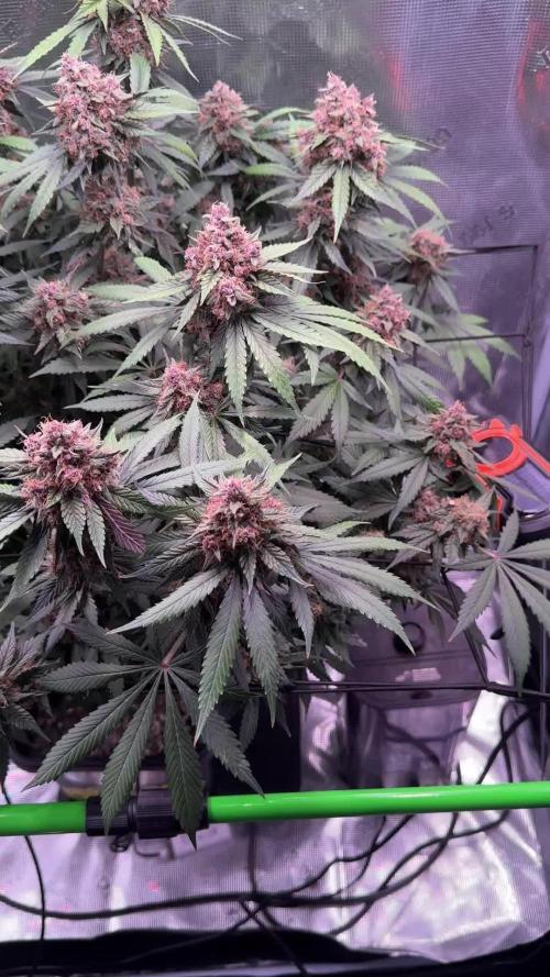 Lemon Cherry Cookies Auto