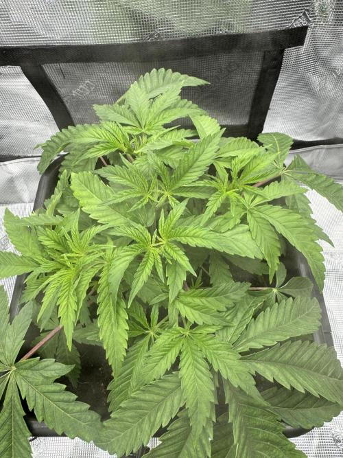 Cherry Paloma. Week 3 - 11/02/25