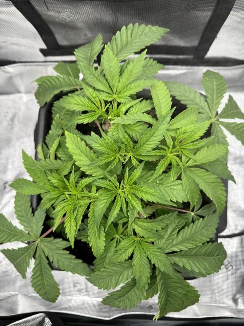 Cherry Paloma. Week 3 - 11/02/25