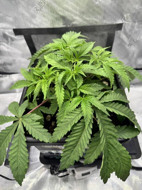 Cherry Paloma. Week 3 - 11/02/25