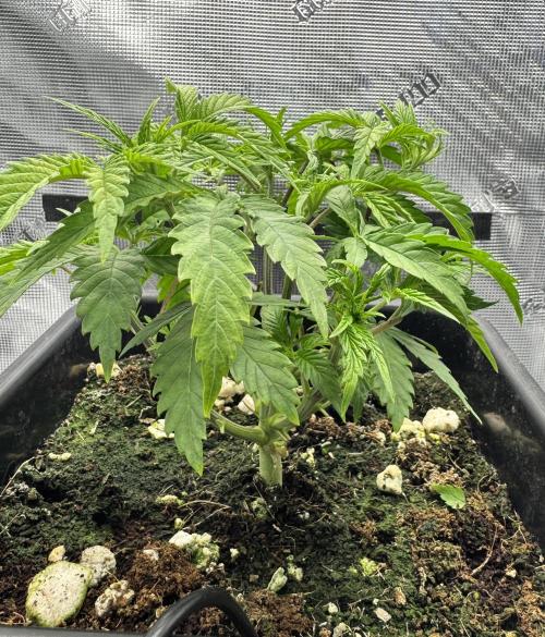 Cherry Paloma. Week 3 - 11/04/25