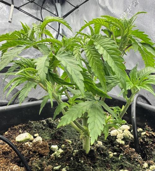 Cherry Paloma. Week 3 - 11/04/25