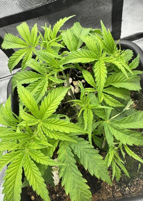 Cherry Paloma. Week 3 - 11/04/25