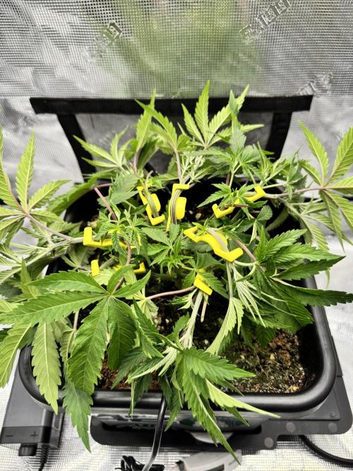 Cherry Paloma. Week 4 - 11/09/25