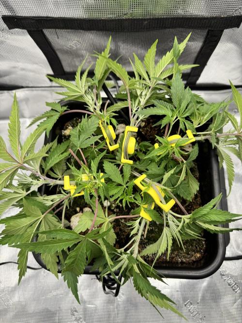 Cherry Paloma. Week 4 - 11/09/25