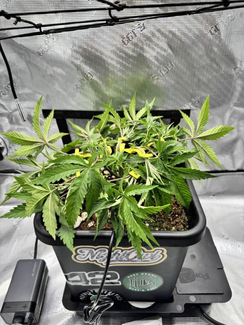 Cherry Paloma. Week 4 - 11/09/25