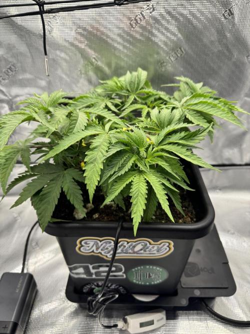 Cherry Paloma. Week 4 - 11/09/25