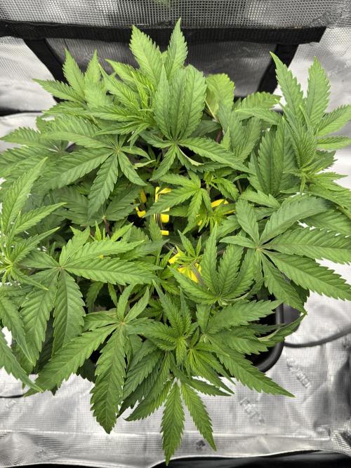 Cherry Paloma. Week 4 - 11/09/25