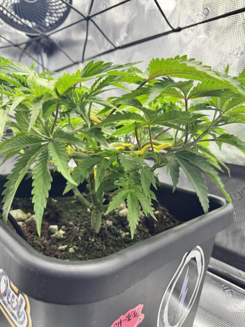 Cherry Paloma. Week 4 - 11/09/25