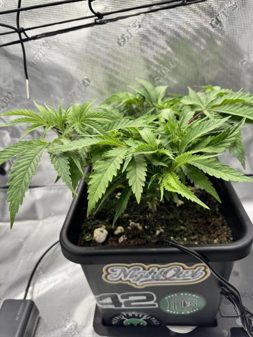 Cherry Paloma. Week 4 - 11/12/25