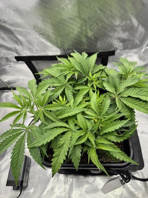 Cherry Paloma. Week 4 - 11/12/25