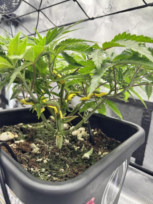 Cherry Paloma. Week 4 - 11/12/25