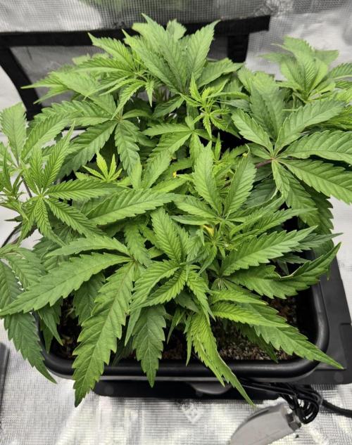 Cherry Paloma. Week 4 - 11/12/25