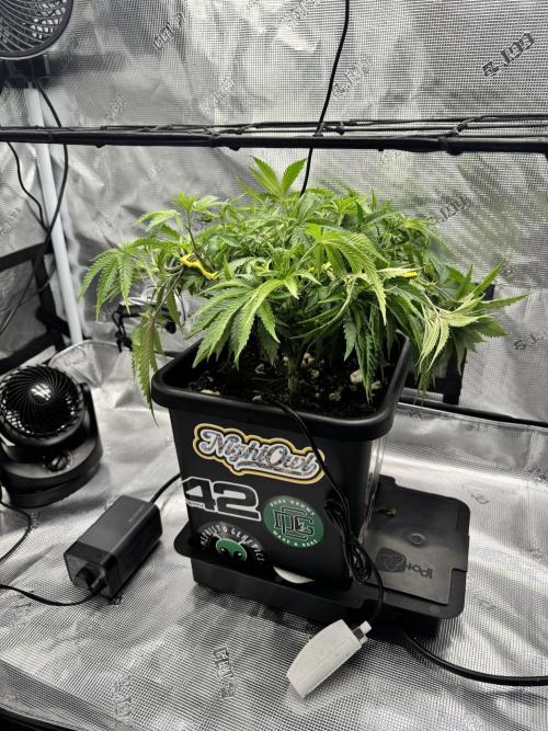 Cherry Paloma. Week 5 - 11/18/25