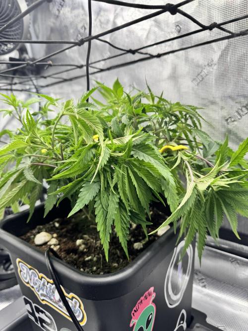 Cherry Paloma. Week 5 - 11/18/25