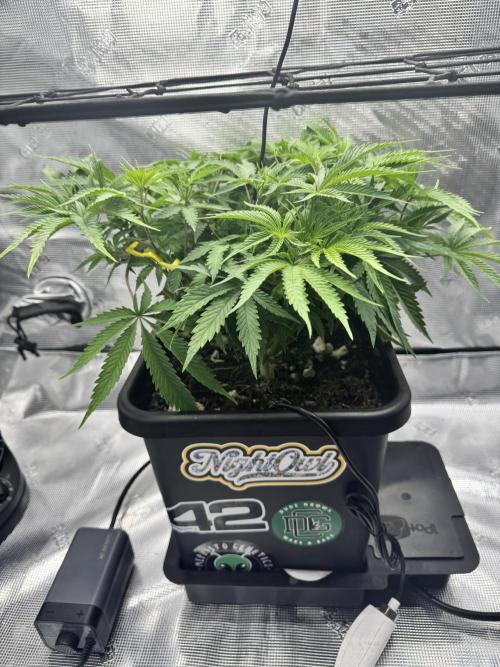 Cherry Paloma. Week 5 - 11/19/25