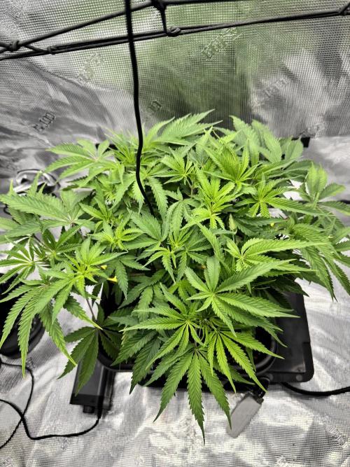 Cherry Paloma. Week 5 - 11/19/25